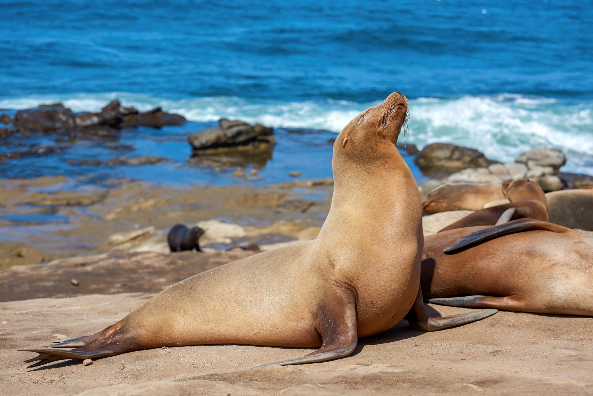 Galápagos